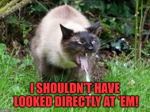 Cat Barfing | I SHOULDN'T HAVE LOOKED DIRECTLY AT 'EM! | image tagged in cat barfing | made w/ Imgflip meme maker