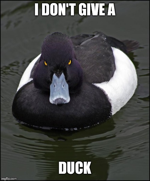 Angry duck | I DON'T GIVE A DUCK | image tagged in angry duck | made w/ Imgflip meme maker