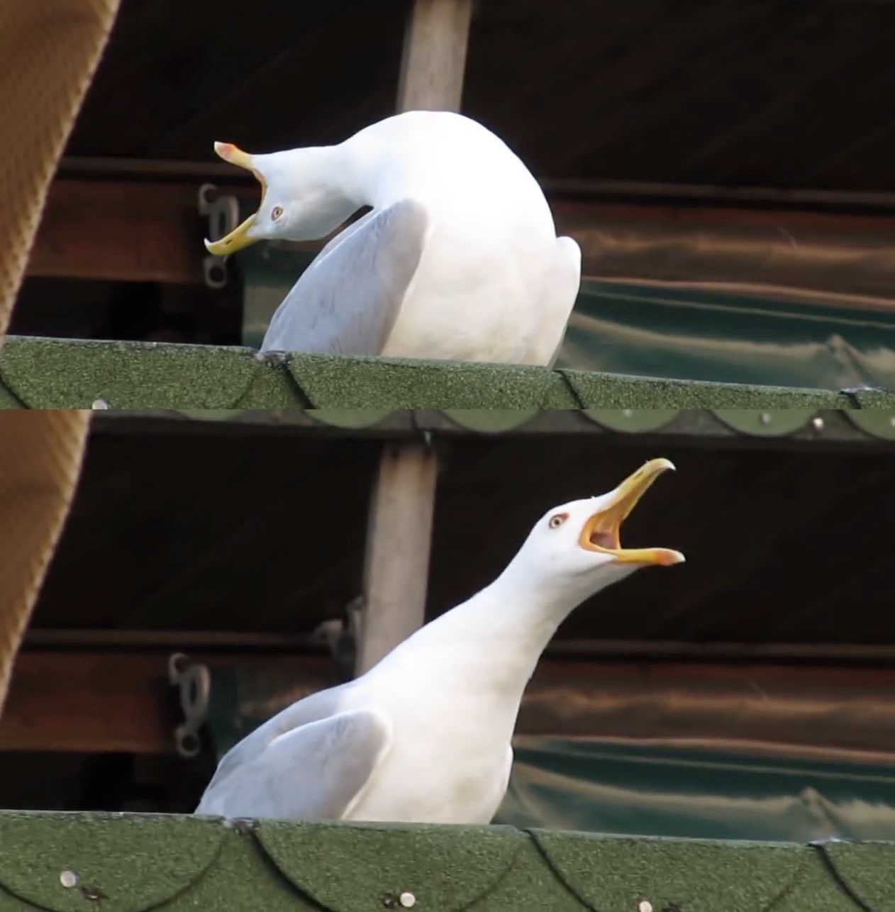 No "Seagull" memes have been featured yet. 