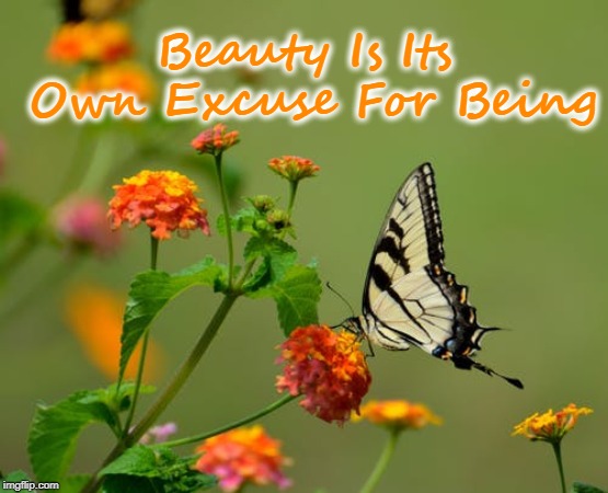 Butterfly on Lantana | Beauty Is Its Own Excuse For Being | image tagged in butterfly on lantana | made w/ Imgflip meme maker