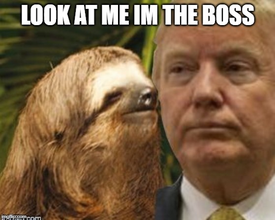Political advice sloth | LOOK AT ME IM THE BOSS | image tagged in political advice sloth | made w/ Imgflip meme maker