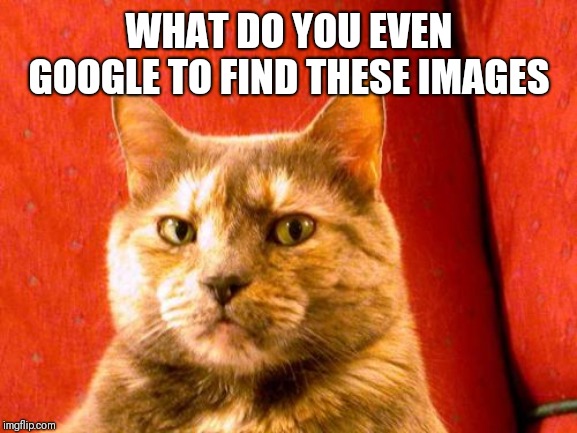 Suspicious Cat Meme | WHAT DO YOU EVEN GOOGLE TO FIND THESE IMAGES | image tagged in memes,suspicious cat | made w/ Imgflip meme maker