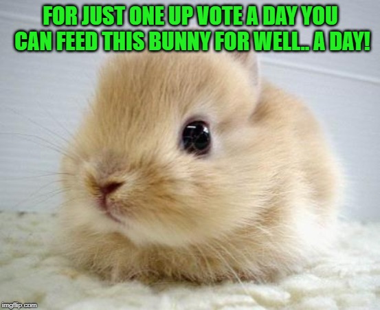 Baby rabbit | FOR JUST ONE UP VOTE A DAY YOU CAN FEED THIS BUNNY FOR WELL.. A DAY! | image tagged in baby rabbit,nixieknox,memes,upvotes | made w/ Imgflip meme maker