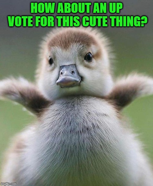 Baby Duck | HOW ABOUT AN UP VOTE FOR THIS CUTE THING? | image tagged in baby duck,nixieknox,memes,upvotes | made w/ Imgflip meme maker