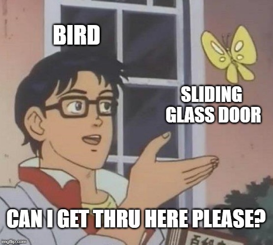 Bird....SMACK! | BIRD; SLIDING GLASS DOOR; CAN I GET THRU HERE PLEASE? | image tagged in memes,is this a pigeon | made w/ Imgflip meme maker