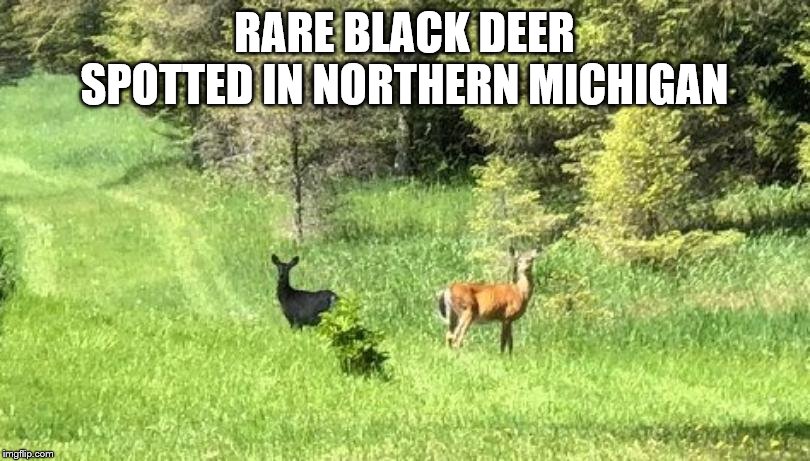Rare black deer spotted in northern Michigan | RARE BLACK DEER SPOTTED IN NORTHERN MICHIGAN | image tagged in black deer,deer,meme,memes,rare,wild life | made w/ Imgflip meme maker