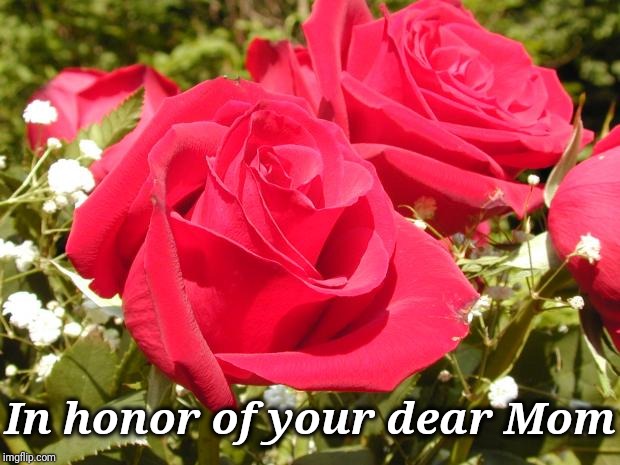 Roses | In honor of your dear Mom | image tagged in roses | made w/ Imgflip meme maker