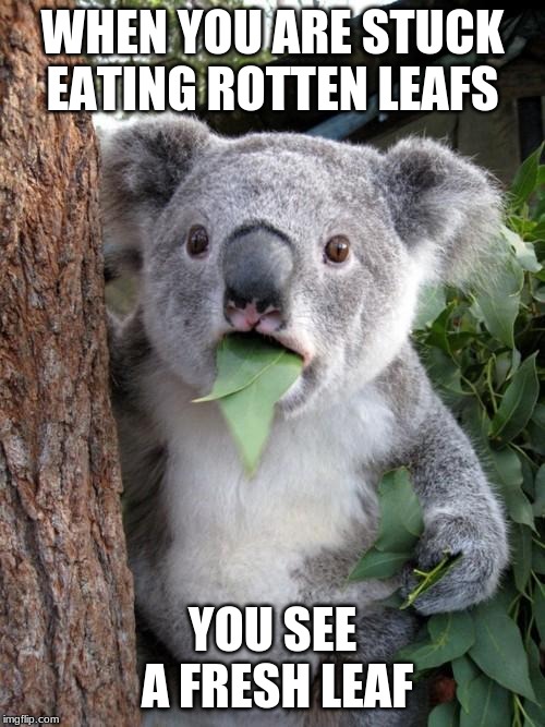Surprised Koala Meme | WHEN YOU ARE STUCK EATING ROTTEN LEAFS; YOU SEE A FRESH LEAF | image tagged in memes,surprised koala | made w/ Imgflip meme maker