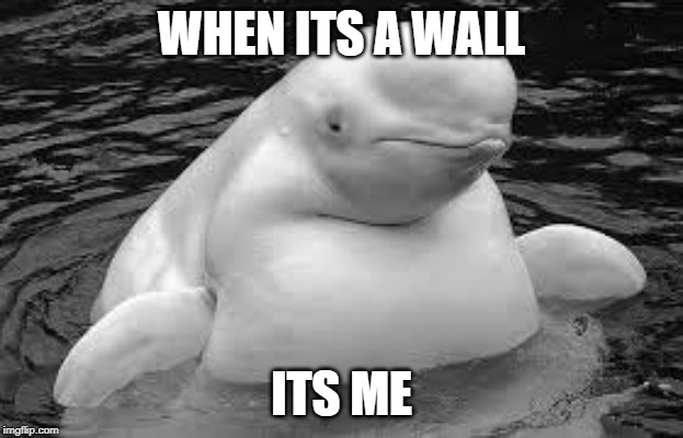 Whale | WHEN ITS A WALL; ITS ME | image tagged in whale | made w/ Imgflip meme maker