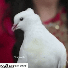 image tagged in gifs | made w/ Imgflip video-to-gif maker