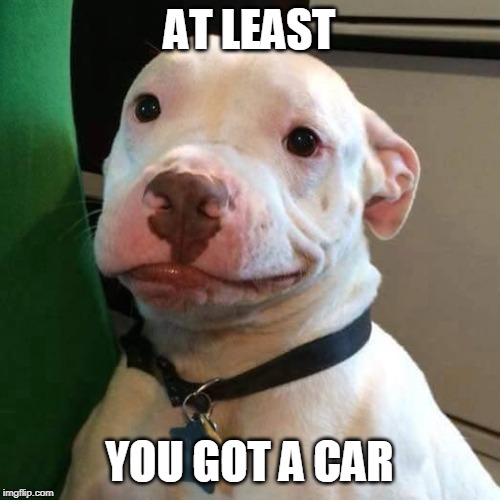 at least dog | AT LEAST YOU GOT A CAR | image tagged in at least dog | made w/ Imgflip meme maker