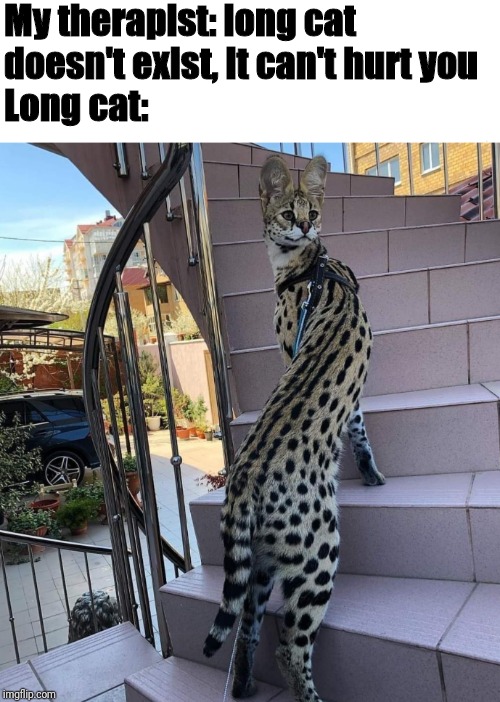 My therapist: long cat doesn't exist, it can't hurt you
                            
Long cat: | image tagged in AdviceAnimals | made w/ Imgflip meme maker