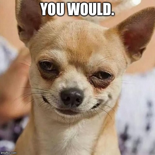 Smirking Dog | YOU WOULD. | image tagged in smirking dog | made w/ Imgflip meme maker