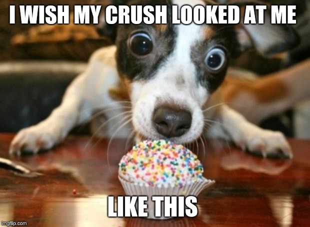 Cupcake Dog | I WISH MY CRUSH LOOKED AT ME; LIKE THIS | image tagged in cupcake dog | made w/ Imgflip meme maker