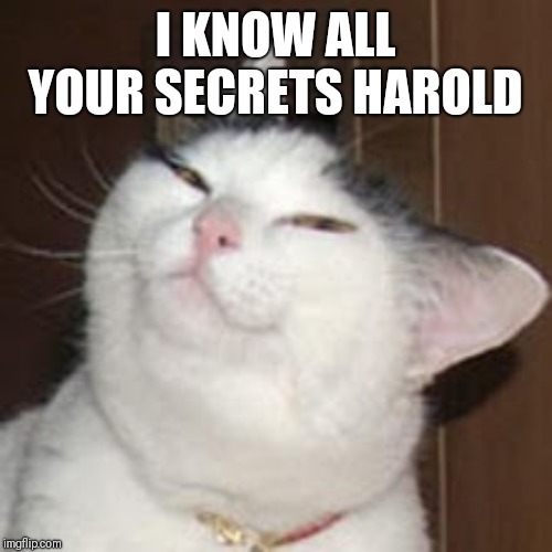 smug cat | I KNOW ALL YOUR SECRETS HAROLD | image tagged in smug cat | made w/ Imgflip meme maker