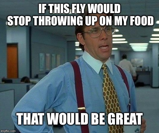those dang flies are so inconciterate | IF THIS FLY WOULD STOP THROWING UP ON MY FOOD; THAT WOULD BE GREAT | image tagged in memes,that would be great | made w/ Imgflip meme maker
