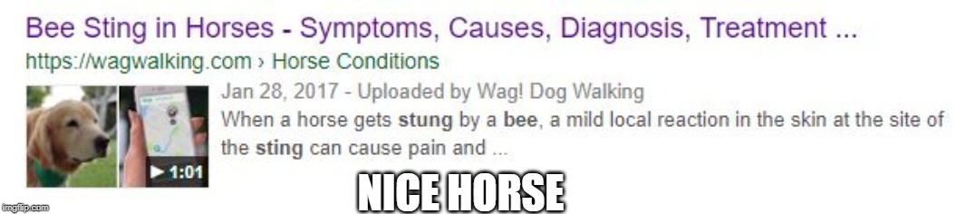 NICE HORSE | image tagged in oi | made w/ Imgflip meme maker