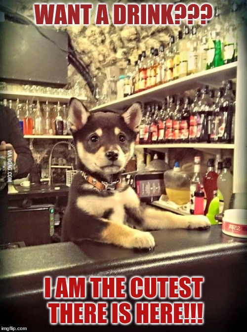 Bartender Puppy | WANT A DRINK??? I AM THE CUTEST THERE IS HERE!!! | image tagged in bartender puppy | made w/ Imgflip meme maker