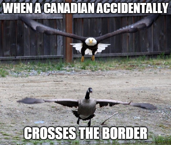 Meanwhile at the Border | WHEN A CANADIAN ACCIDENTALLY; CROSSES THE BORDER | image tagged in canada,united states,funny memes,bald eagle,goose | made w/ Imgflip meme maker