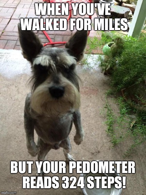 Angry dog | WHEN YOU'VE WALKED FOR MILES; BUT YOUR PEDOMETER READS 324 STEPS! | image tagged in angry dog | made w/ Imgflip meme maker