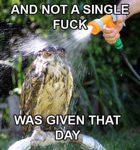 image tagged in funny,birds,owls