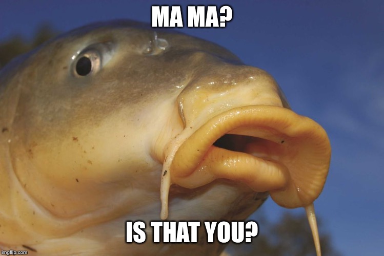 Carp | MA MA? IS THAT YOU? | image tagged in carp | made w/ Imgflip meme maker
