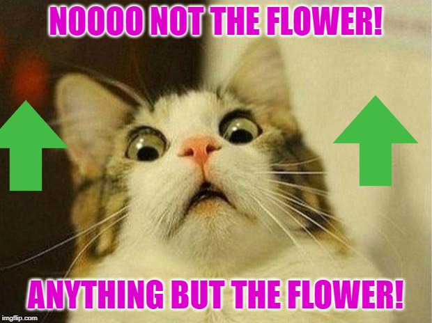 Scared Cat Meme | NOOOO NOT THE FLOWER! ANYTHING BUT THE FLOWER! | image tagged in memes,scared cat | made w/ Imgflip meme maker