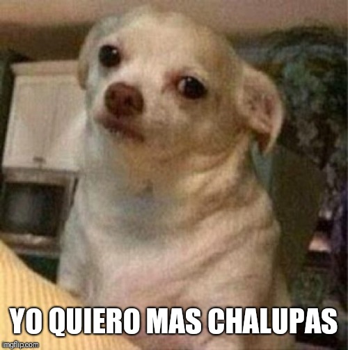 Chihuahua dog | YO QUIERO MAS CHALUPAS | image tagged in chihuahua dog | made w/ Imgflip meme maker