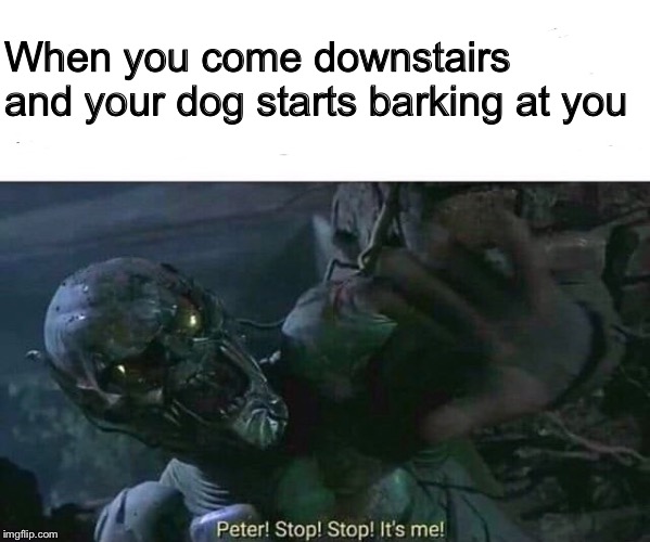 Green Goblin | When you come downstairs and your dog starts barking at you | image tagged in green goblin | made w/ Imgflip meme maker