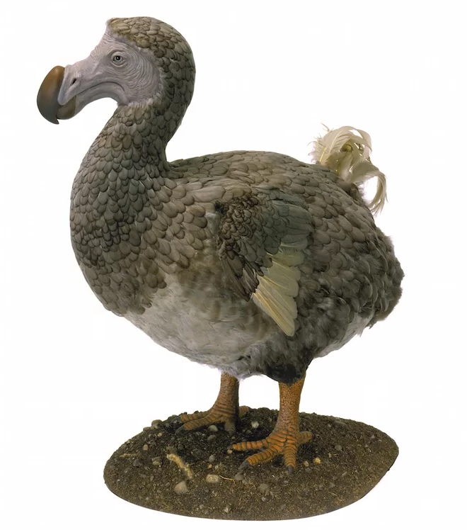 High Quality Dodo bird Blank Meme Template