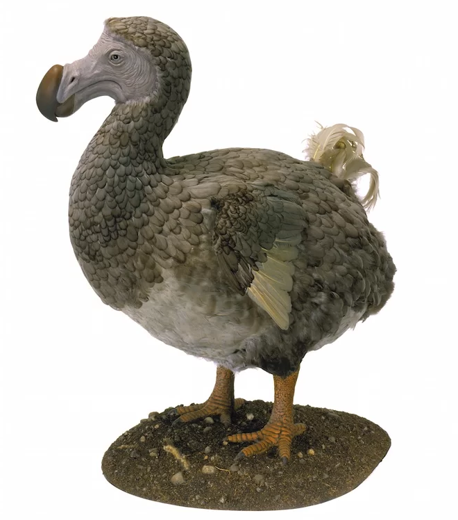 Dodo bird Blank Meme Template