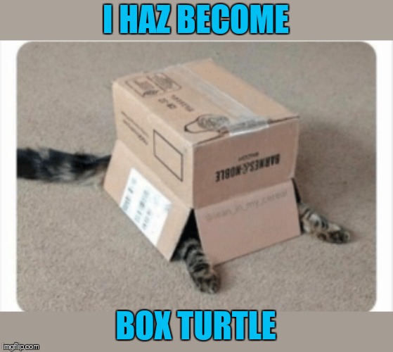 What the shell | I HAZ BECOME; BOX TURTLE | image tagged in cats,turtles,44colt | made w/ Imgflip meme maker