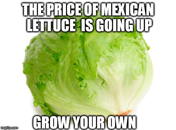 Lettuce  | THE PRICE OF MEXICAN LETTUCE  IS GOING UP; GROW YOUR OWN | image tagged in lettuce | made w/ Imgflip meme maker