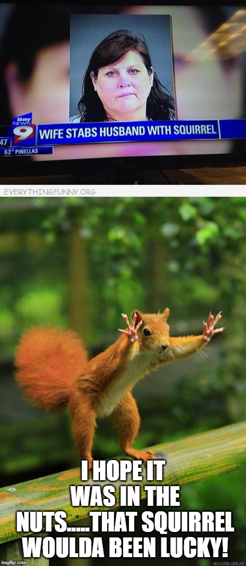 How Does One Get Stabbed that Way? | I HOPE IT WAS IN THE NUTS.....THAT SQUIRREL WOULDA BEEN LUCKY! | image tagged in wait a minute squirrel | made w/ Imgflip meme maker