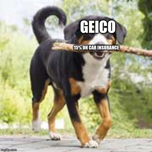 doggo | GEICO; 15% ON CAR INSURANCE | image tagged in memes | made w/ Imgflip meme maker