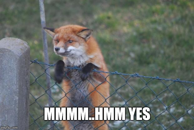 FOX WANNA BUY | MMMM..HMM YES | image tagged in fox wanna buy | made w/ Imgflip meme maker