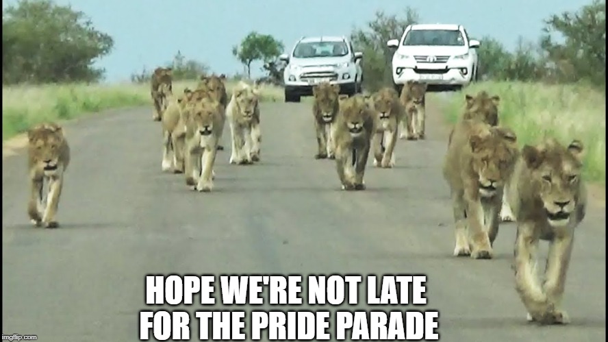 Who's Got the Courage to Tell Them? | HOPE WE'RE NOT LATE FOR THE PRIDE PARADE | image tagged in vince vance,pride month,celebrate,gay pride,pride of lions,lgbtq | made w/ Imgflip meme maker