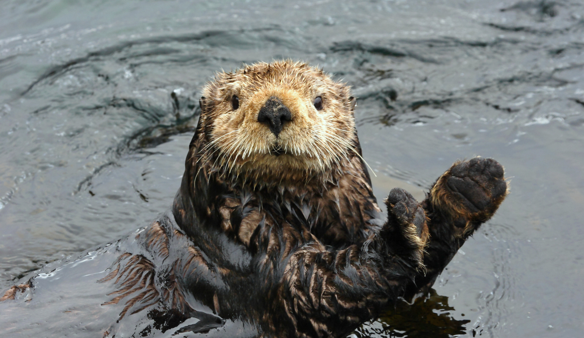 Clapping Otter Blank Meme Template