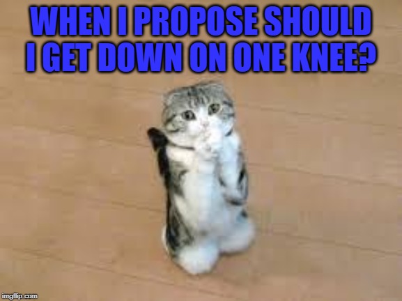 begging cat | WHEN I PROPOSE SHOULD I GET DOWN ON ONE KNEE? | image tagged in begging cat | made w/ Imgflip meme maker