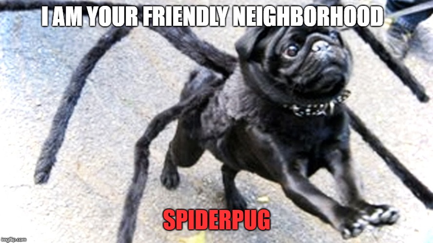 Spiderpug | I AM YOUR FRIENDLY NEIGHBORHOOD; SPIDERPUG | image tagged in pug life | made w/ Imgflip meme maker