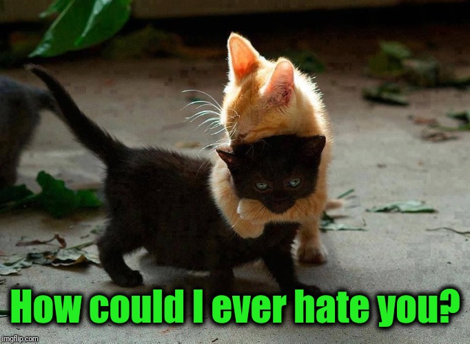 kitten hug | How could I ever hate you? | image tagged in kitten hug | made w/ Imgflip meme maker