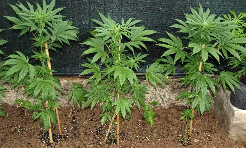 Marijuana gateway grow Blank Meme Template