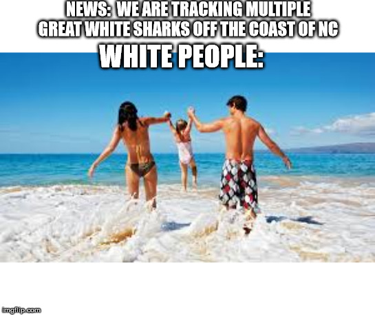 NEWS:  WE ARE TRACKING MULTIPLE GREAT WHITE SHARKS OFF THE COAST OF NC; WHITE PEOPLE: | image tagged in sharks,swimming,nc,white,people,whitepeople | made w/ Imgflip meme maker