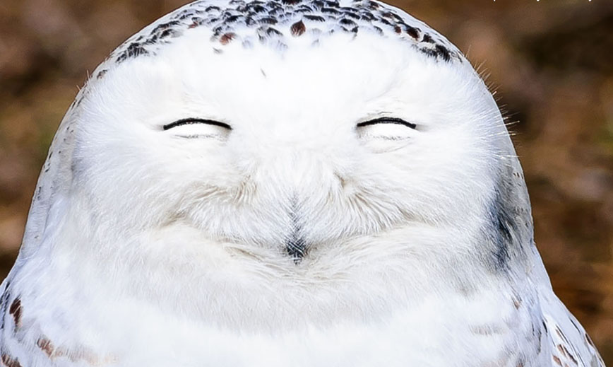 High Quality laughing owl Blank Meme Template