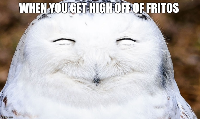 laughing owl | WHEN YOU GET HIGH OFF OF FRITOS | image tagged in laughing owl | made w/ Imgflip meme maker