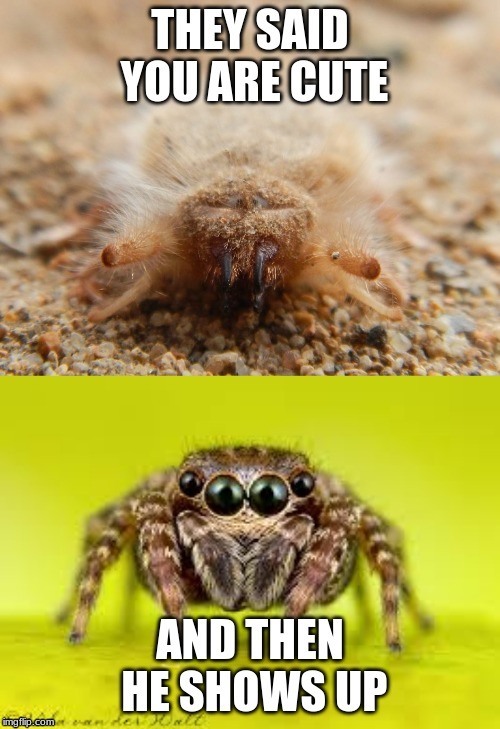 Cute and Cuter not for people with 
Arachnophobia :) | image tagged in funny animals,funny memes | made w/ Imgflip meme maker
