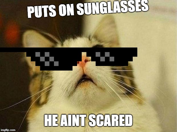 Scared Cat Meme | PUTS ON SUNGLASSES; HE AINT SCARED | image tagged in memes,scared cat | made w/ Imgflip meme maker