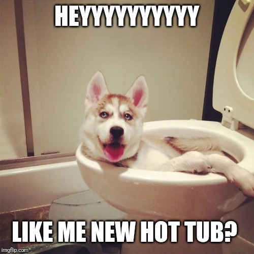 Doggie hot tub | HEYYYYYYYYYY; LIKE ME NEW HOT TUB? | image tagged in memes | made w/ Imgflip meme maker
