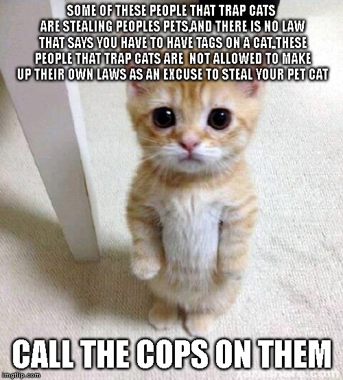 Cute Cat Meme | SOME OF THESE PEOPLE THAT TRAP CATS ARE STEALING PEOPLES PETS,AND THERE IS NO LAW THAT SAYS YOU HAVE TO HAVE TAGS ON A CAT,,THESE PEOPLE THAT TRAP CATS ARE  NOT ALLOWED TO MAKE UP THEIR OWN LAWS AS AN EXCUSE TO STEAL YOUR PET CAT; CALL THE COPS ON THEM | image tagged in memes,cute cat | made w/ Imgflip meme maker