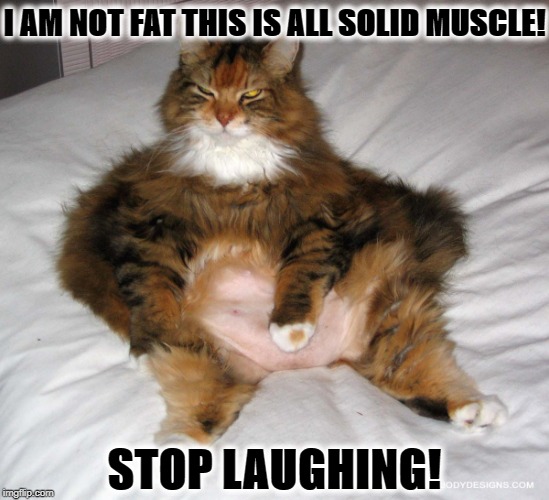 I'M NOT FAT | I AM NOT FAT THIS IS ALL SOLID MUSCLE! STOP LAUGHING! | image tagged in i'm not fat | made w/ Imgflip meme maker